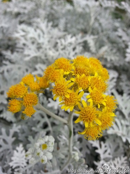 雪叶莲和银叶菊的区别(雪菊和银杏叶可以一起用吗?)