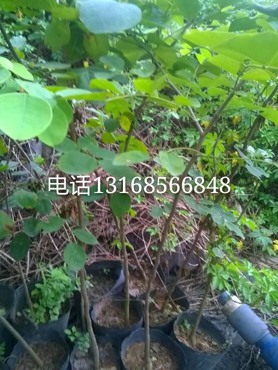 交趾黄檀 （拉丁学名：Dalbergia cochinchinensis Pierre ex Laness），属于豆科家族、黄檀属之树种。主产于中南半岛北纬22°~10°的地区。遍布泰国东北部混交林中和越南南部及老挝、柬埔寨的大部分地区。因有老红木之称，被广泛应用于器具和古典家具的制作。