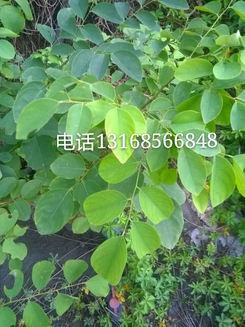 交趾黄檀（拉丁学名：Dalbergia cochinchinensis Pierre ex Laness），属于豆科家族、黄檀属之树种。主产于中南半岛北纬22°~10°的地区。遍布泰国东北部混交林中和越南南部及老挝、柬埔寨的大部分地区。因有老红木之称，被广泛应用于器具和古典家具的制作。