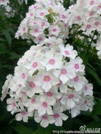 【石之若璞-花事-夏日觅花影】中文学名：天蓝绣球~ 拉丁学名：Phlox paniculata L.~ 别 称：锥花福禄考、草夹竹桃、宿根福禄考、福禄考~ 管花目 Tubiflorae-旋花亚目 Convolvulineae-花荵科 Polemoniaceae-天蓝绣球…