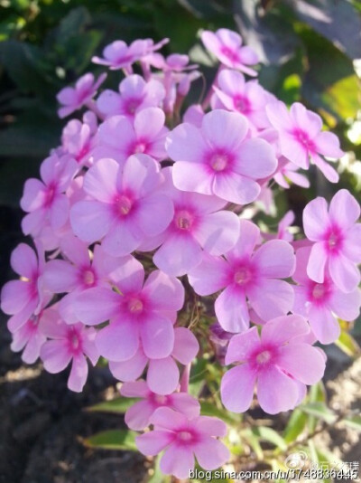 【石之若璞-花事-夏日觅花影】中文学名：天蓝绣球~ 拉丁学名：Phlox paniculata L.~ 别 称：锥花福禄考、草夹竹桃、宿根福禄考、福禄考~ 管花目 Tubiflorae-旋花亚目 Convolvulineae-花荵科 Polemoniaceae-天蓝绣球…