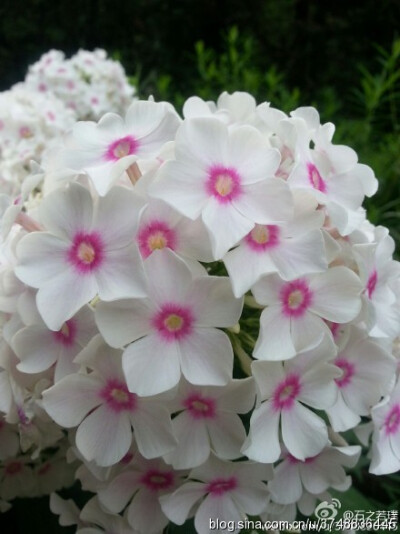 【石之若璞-花事-夏日觅花影】中文学名：天蓝绣球~ 拉丁学名：Phlox paniculata L.~ 别 称：锥花福禄考、草夹竹桃、宿根福禄考、福禄考~ 管花目 Tubiflorae-旋花亚目 Convolvulineae-花荵科 Polemoniaceae-天蓝绣球…