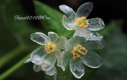 随着下雨会逐渐变透明的日本山荷叶，在日本本州岛北部至北海道的深山地区才能看到