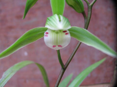 我没有把你看成兔子，绝对木有！