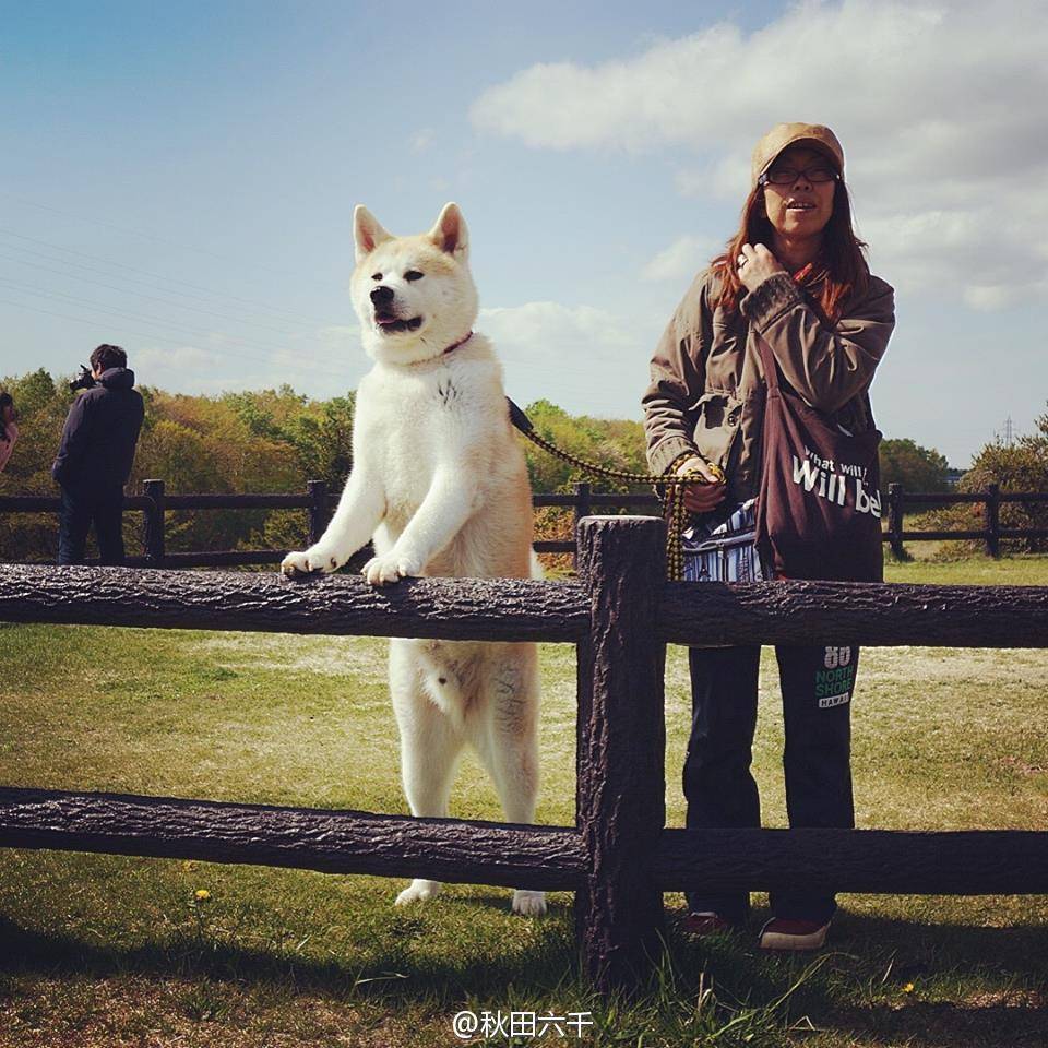 秋田犬