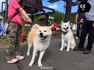 秋田犬