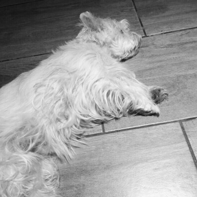 上海之旅▽ 1933老场坊 它就那么慵懒的躺在路中间睡觉...