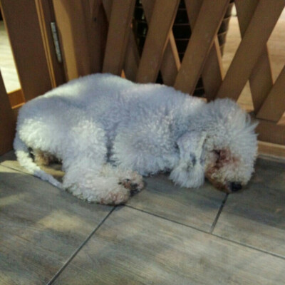 上海之旅▽ 1933老场坊 躲在门后的一只