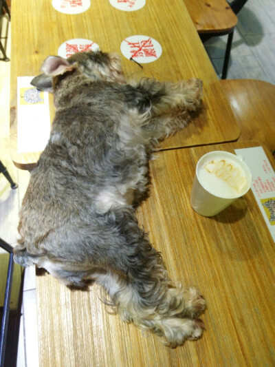 上海之旅▽ 1933老场坊 睡了也不忍心叫醒它 只希望它别放屁 谢谢