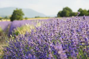 薰衣草之乡【Valensole】: 根据每年天气，七八月份的时候，南法普罗旺斯地区的薰衣草就盛开了，其实想看真正大片的薰衣草，那到Valensole镇是不会错的，这边是大规模种植薰衣草的田地，店里卖的薰衣草制品也相对较为便宜。