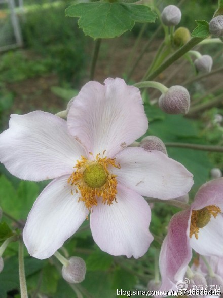 【石之若璞-花事-夏日觅花影】中文学名：野棉花~ 拉丁学名：Anemone vitifolia Buch.- Ham.~ 别 称：打破碗花花、湖北秋牡丹、铁钞、盖头花、铁丝筋~ 毛茛目 Ranunculales-毛茛亚目 Ranunculineae-毛茛科 Ranunculaceae-银莲花属 Anemone-野棉花 Anemone vitifolia~