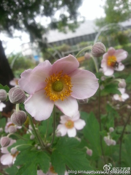 【石之若璞-花事-夏日觅花影】中文学名：野棉花~ 拉丁学名：Anemone vitifolia Buch.- Ham.~ 别 称：打破碗花花、湖北秋牡丹、铁钞、盖头花、铁丝筋~ 毛茛目 Ranunculales-毛茛亚目 Ranunculineae-毛茛科 Ranunculaceae-银莲花属 Anemone-野棉花 Anemone vitifolia~