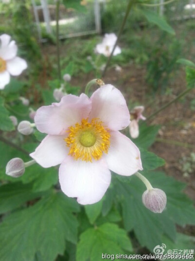 【石之若璞-花事-夏日觅花影】中文学名：野棉花~ 拉丁学名：Anemone vitifolia Buch.- Ham.~ 别 称：打破碗花花、湖北秋牡丹、铁钞、盖头花、铁丝筋~ 毛茛目 Ranunculales-毛茛亚目 Ranunculineae-毛茛科 Ranunculac…