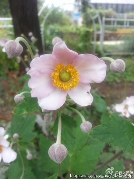 【石之若璞-花事-夏日觅花影】中文学名：野棉花~ 拉丁学名：Anemone vitifolia Buch.- Ham.~ 别 称：打破碗花花、湖北秋牡丹、铁钞、盖头花、铁丝筋~ 毛茛目 Ranunculales-毛茛亚目 Ranunculineae-毛茛科 Ranunculaceae-银莲花属 Anemone-野棉花 Anemone vitifolia~