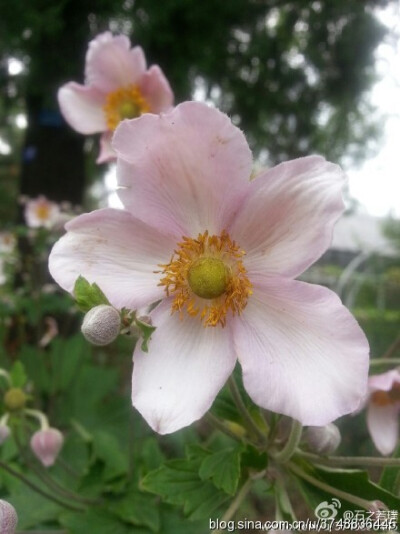 【石之若璞-花事-夏日觅花影】中文学名：野棉花~ 拉丁学名：Anemone vitifolia Buch.- Ham.~ 别 称：打破碗花花、湖北秋牡丹、铁钞、盖头花、铁丝筋~ 毛茛目 Ranunculales-毛茛亚目 Ranunculineae-毛茛科 Ranunculac…