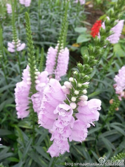 【石之若璞-花事-夏日觅花影】中文学名：假龙头~ 拉丁学名:Physostegia virginiana~ 别 称:随意草、囊萼花、棉铃花、伪龙头、芝麻花、虎尾花、一品香~ 管花目 Tubiflorae-马鞭草亚目 Verbenineae-唇形科 Labiatae Ph…