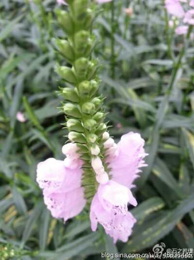 【石之若璞-花事-夏日觅花影】中文学名：假龙头~ 拉丁学名:Physostegia virginiana~ 别 称:随意草、囊萼花、棉铃花、伪龙头、芝麻花、虎尾花、一品香~ 管花目 Tubiflorae-马鞭草亚目 Verbenineae-唇形科 Labiatae Ph…