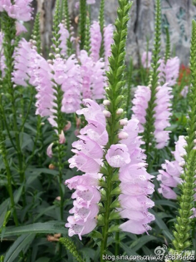 【石之若璞-花事-夏日觅花影】中文学名：假龙头~ 拉丁学名:Physostegia virginiana~ 别 称:随意草、囊萼花、棉铃花、伪龙头、芝麻花、虎尾花、一品香~ 管花目 Tubiflorae-马鞭草亚目 Verbenineae-唇形科 Labiatae Ph…