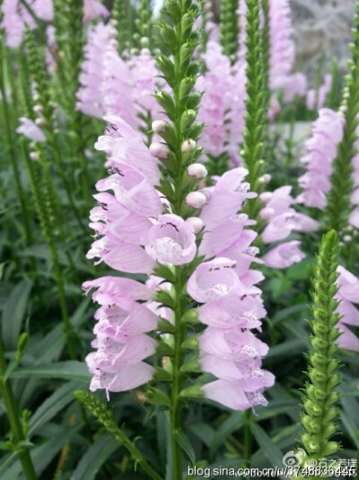 【石之若璞-花事-夏日觅花影】中文学名：假龙头~ 拉丁学名:Physostegia virginiana~ 别 称:随意草、囊萼花、棉铃花、伪龙头、芝麻花、虎尾花、一品香~ 管花目 Tubiflorae-马鞭草亚目 Verbenineae-唇形科 Labiatae Ph…