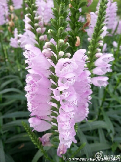 【石之若璞-花事-夏日觅花影】中文学名：假龙头~ 拉丁学名:Physostegia virginiana~ 别 称:随意草、囊萼花、棉铃花、伪龙头、芝麻花、虎尾花、一品香~ 管花目 Tubiflorae-马鞭草亚目 Verbenineae-唇形科 Labiatae Ph…