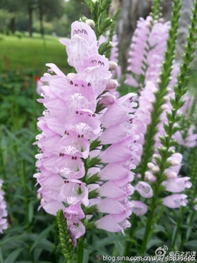 【石之若璞-花事-夏日觅花影】中文学名：假龙头~ 拉丁学名:Physostegia virginiana~ 别 称:随意草、囊萼花、棉铃花、伪龙头、芝麻花、虎尾花、一品香~ 管花目 Tubiflorae-马鞭草亚目 Verbenineae-唇形科 Labiatae Ph…