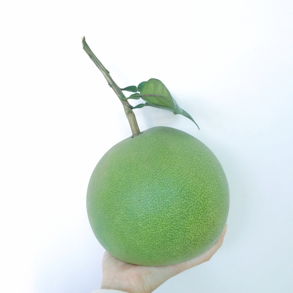 家里楼下有棵柚子树，不是特意种植而是默默就长大了的，笔直笔直，楼下的土壤偏酸且贫瘠，随着它树冠越来越大又无人修剪，缺素越来越严重了，但每年都会结好多好多柚子，虽然不吃，摘一颗闻闻清香味道也是好的，这次回去就采了一颗带过来，结得很低，躲在树叶里，像是等着我来摘它一样。揉碎叶子发现已经没有芸香科植物浓郁的清香了，大概是树体营养不够的缘故，一直想修剪可是他已经好高了。好多年前我还埋过养死的小金鱼和小兔子小麻雀在树根边，如今是花是叶还是果？