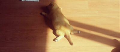 我们家狗超级经典的睡姿