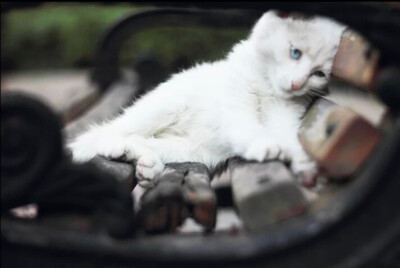 喵星人 蓝色眼睛的猫 忧郁的猫 小白猫