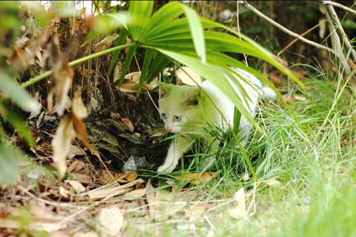 喵星人 蓝色眼睛的猫 忧郁的猫 小白猫