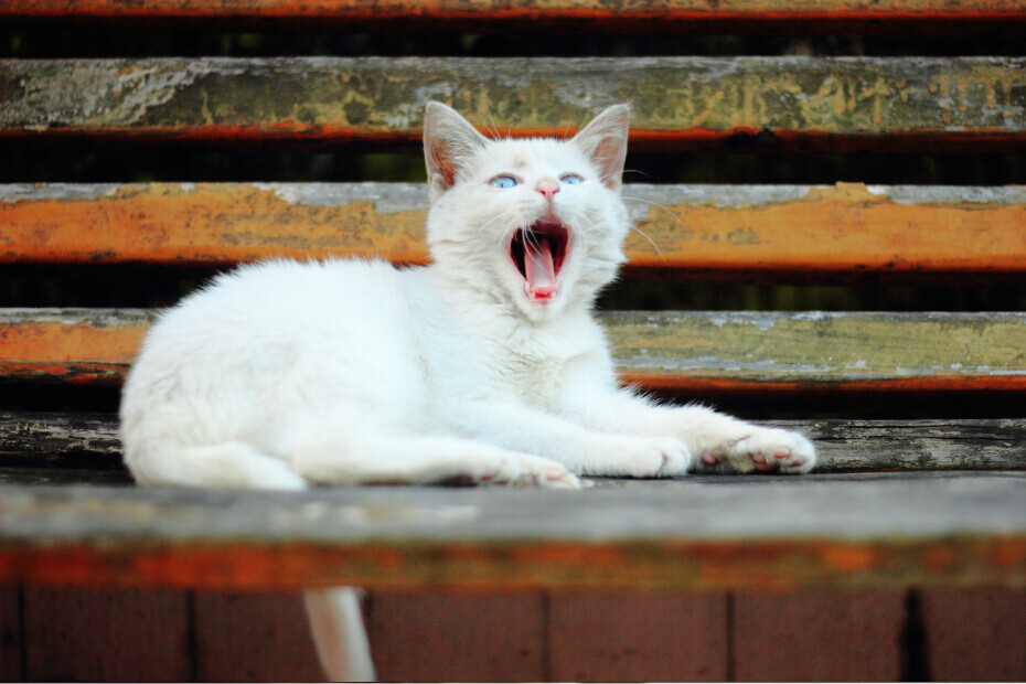 喵星人 蓝色眼睛的猫 忧郁的猫 小白猫