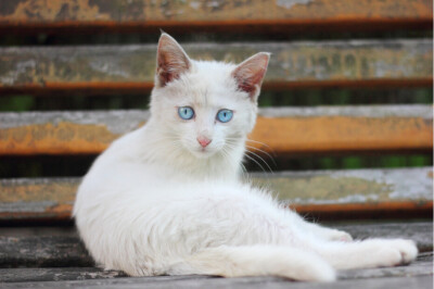 喵星人 蓝色眼睛的猫 忧郁的猫 小白猫