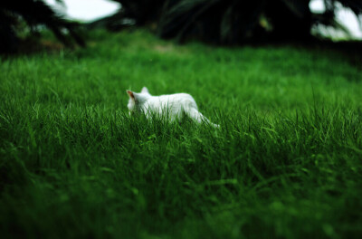 喵星人 草坪 忧郁的猫 小白猫