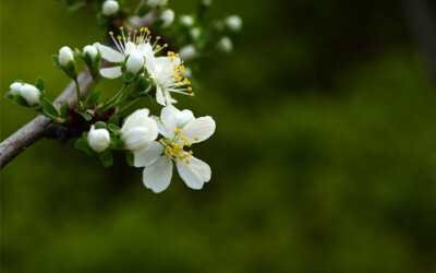 李子花