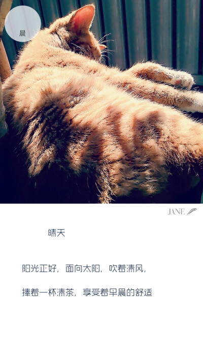 萌物猫咪，舒服的样子