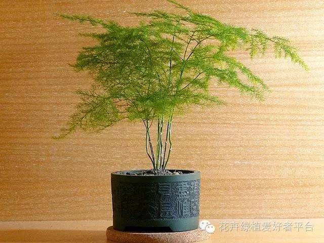 客厅摆放植物之——文竹