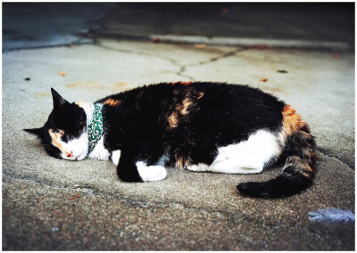 艺妓街的猫咪都特别漂亮 睡的好安稳