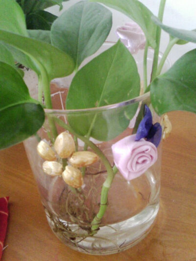 1.开心果涂上丙烯金色颜料，然后把干后的开心果拼成花瓣,用绸带做两个花朵，2.把这些用胶枪粘到杯子上。3、杯内盛上水，放入绿萝。喜欢的朋友收藏下，赞一下啊。
