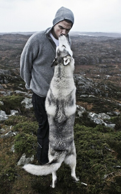 爱喵星，爱汪星