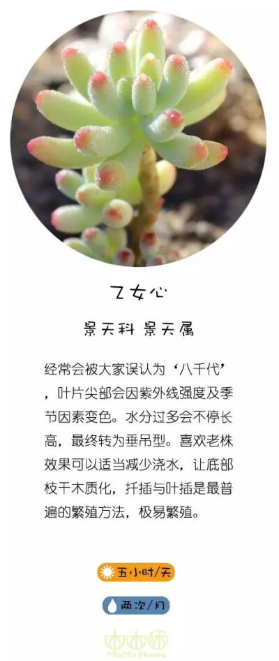 转自直觉园艺，淘宝家：木木咊