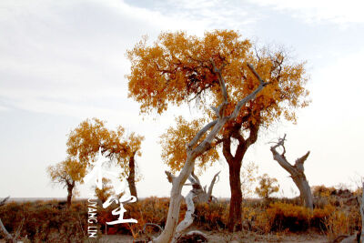 「新疆?木垒?胡杨」 生.千年不死，死.千年不倒，倒.千年不朽