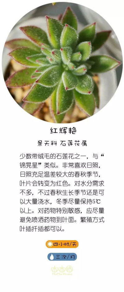 转自直觉园艺，淘宝家：木木咊