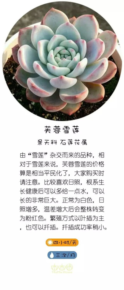 转自直觉园艺，淘宝家：木木咊