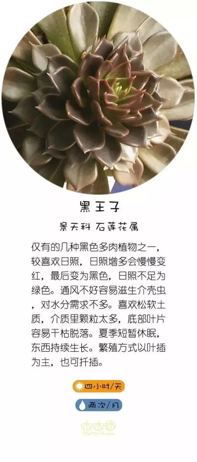 转自直觉园艺，淘宝家：木木咊