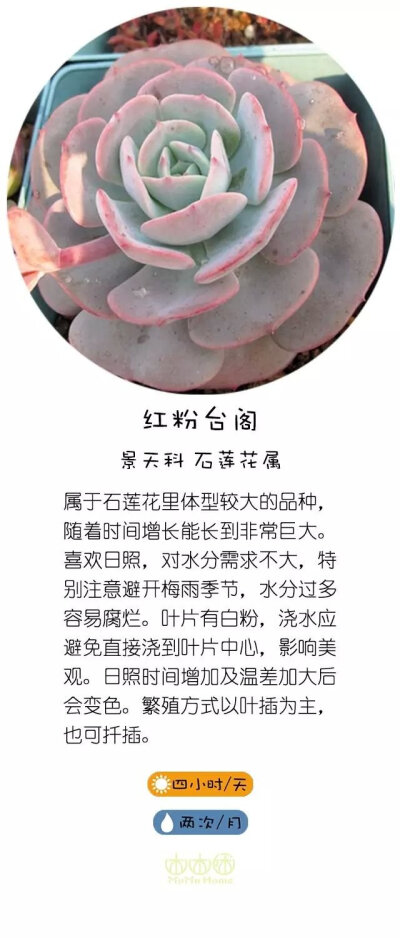 转自直觉园艺，淘宝家：木木咊