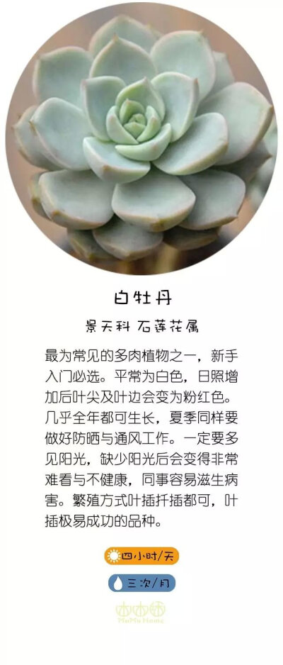 转自直觉园艺，淘宝家：木木咊