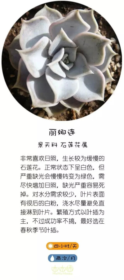 转自直觉园艺，淘宝家：木木咊