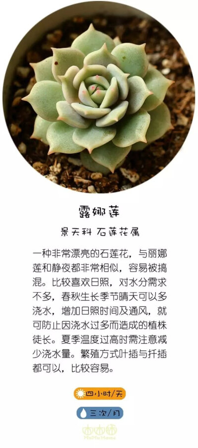 转自直觉园艺，淘宝家：木木咊