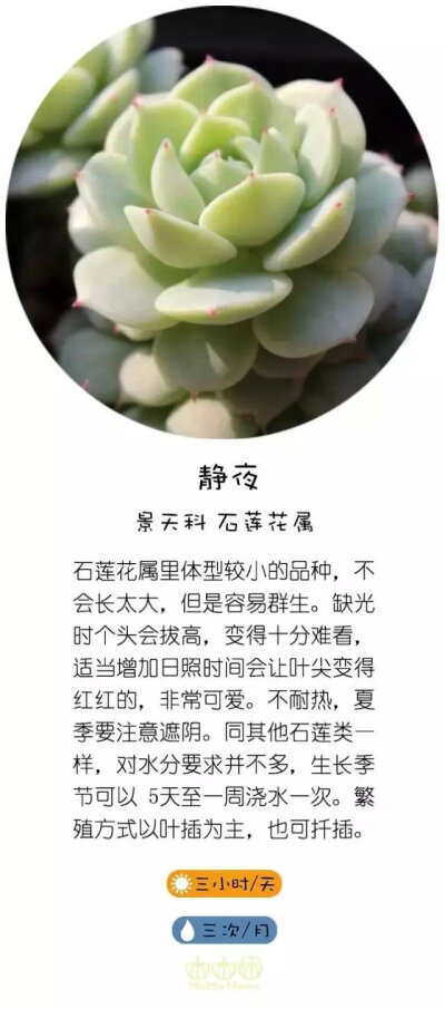 转自直觉园艺，淘宝家：木木咊