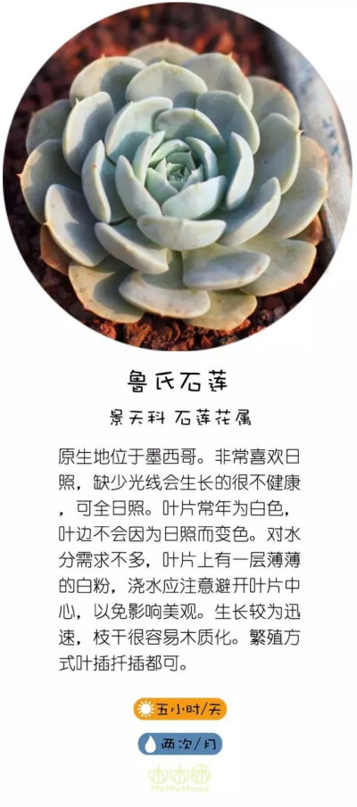 转自直觉园艺，淘宝家：木木咊