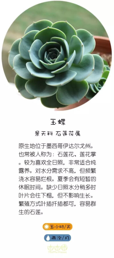 转自直觉园艺，淘宝家：木木咊